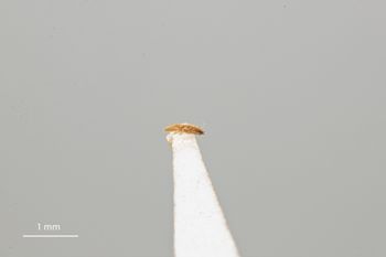 Media type: image;   Entomology 815955 Aspect: body parts